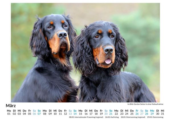 Produktbild: Gordon Setter