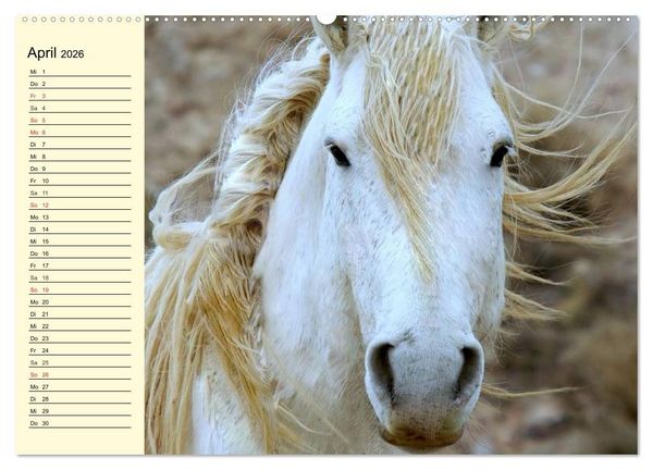 Produktbild: Wilde Pferde. Mustangs in USA (hochwertiger Premium Wandkalender 2026 DIN A2 quer), Kunstdruck in Hochglanz