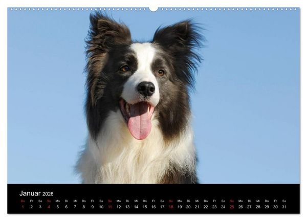 Produktbild: Border Collie 2026 (Wandkalender 2026 DIN A2 quer), CALVENDO Monatskalender