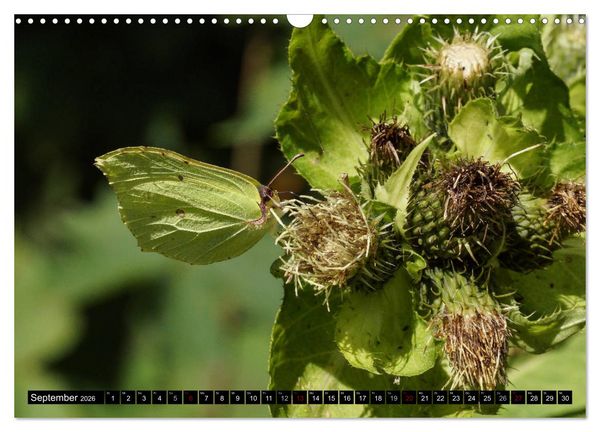 Produktbild: Allg&auml;u - Natur pur (Wandkalender 2026 DIN A3 quer), CALVENDO Monatskalender