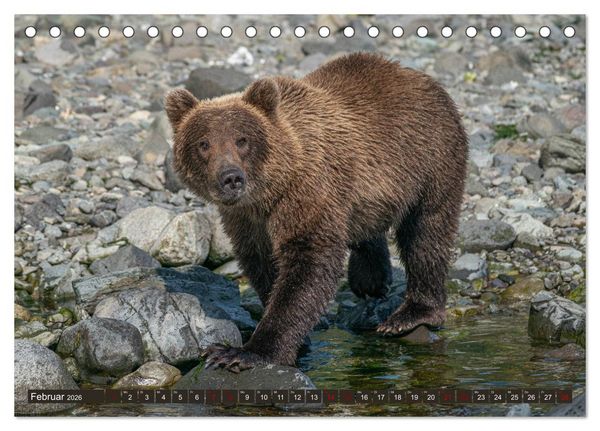 Produktbild: Grizzlyb&auml;ren im Katmai Nationalpark Alaska (Tischkalender 2026 DIN A5 quer), CALVENDO Monatskalender