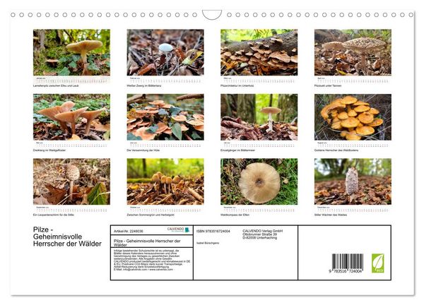 Produktbild: Pilze - Geheimnisvolle Herrscher der W&auml;lder (Wandkalender 2026 DIN A3 quer), CALVENDO Monatskalender