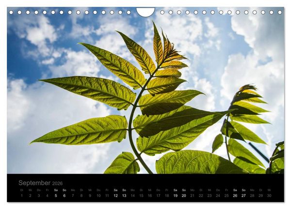 Produktbild: Natur im Detail (Wandkalender 2026 DIN A4 quer), CALVENDO Monatskalender