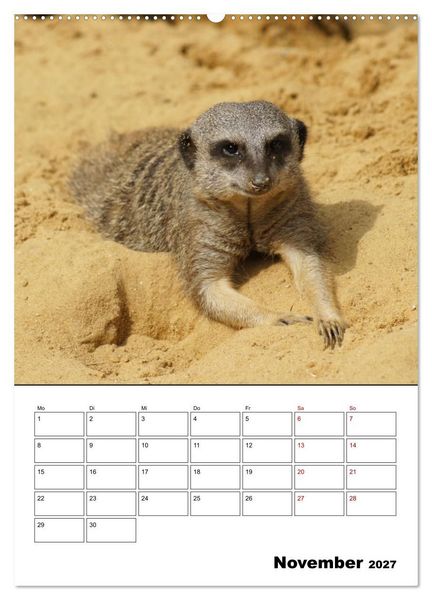 Produktbild: Niedliche Erdm&auml;nnchen (Wandkalender 2027 DIN A2 hoch), CALVENDO Monatskalender