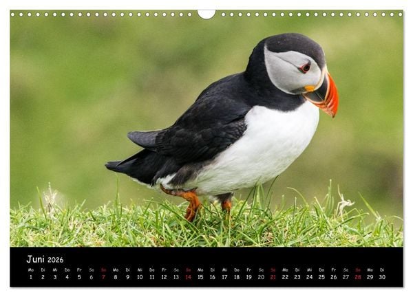 Produktbild: Die Papageientaucher von Mykines (Wandkalender 2026 DIN A3 quer), CALVENDO Monatskalender