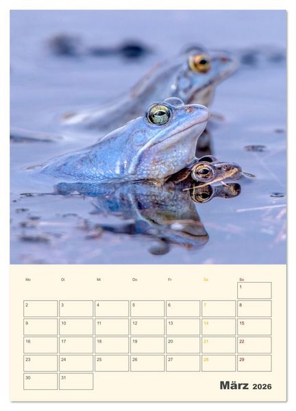 Produktbild: Moorfrosch Geheimnisse &ndash; Farben, Flirts & Froschkonzerte - Tanja Riedel (Wandkalender 2026 DIN A4 hoch), CALVENDO Monatskalender