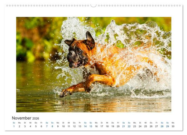 Produktbild: Deutscher Boxer - Boxer im Wasser 2026 (hochwertiger Premium Wandkalender 2026 DIN A2 quer), Kunstdruck in Hochglanz