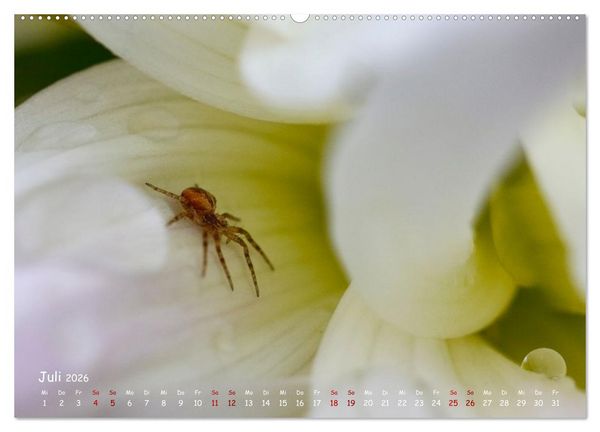 Produktbild: Tierische Untermieter (hochwertiger Premium Wandkalender 2026 DIN A2 quer), Kunstdruck in Hochglanz