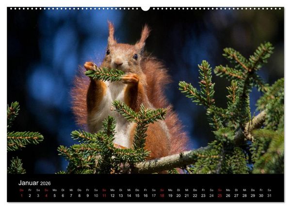 Produktbild: Mit dem Eichh&ouml;rnchen durchs Jahr (hochwertiger Premium Wandkalender 2026 DIN A2 quer), Kunstdruck in Hochglanz