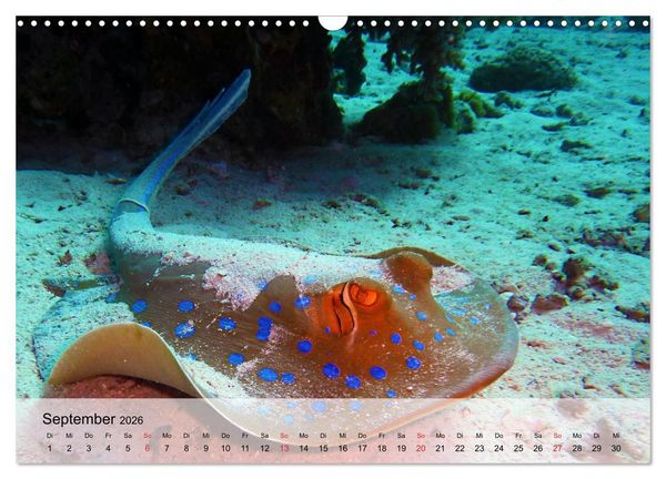 Produktbild: In der Meerestiefe. Fische und Korallen im ewigen Blau (Wandkalender 2026 DIN A3 quer), CALVENDO Monatskalender
