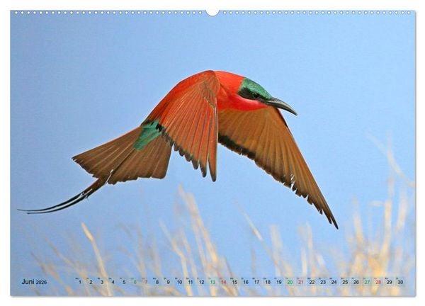Produktbild: V&ouml;gel in Afrika - Magie der Farben (hochwertiger Premium Wandkalender 2026 DIN A2 quer), Kunstdruck in Hochglanz