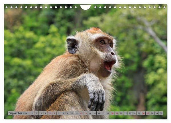Produktbild: AFFEN AUS ASIEN Indonesien, Thailand, Indien (Wandkalender 2026 DIN A4 quer), CALVENDO Monatskalender