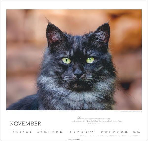 Produktbild: Katzen - Diven auf Samtpfoten Kalender 2027 - Diven auf Samtpfoten