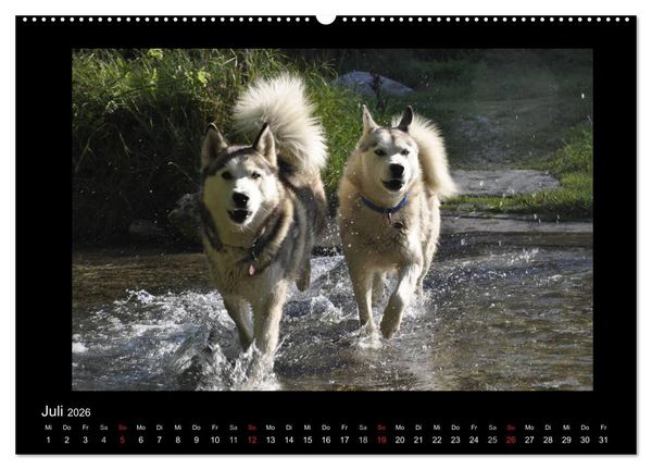 Produktbild: Husky-Kalender (Wandkalender 2026 DIN A2 quer), CALVENDO Monatskalender