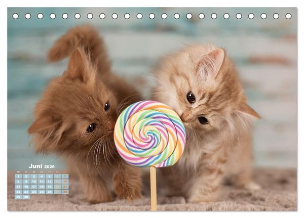 Produktbild: Die Kitten kommen. (Tischkalender 2026 DIN A5 quer), CALVENDO Monatskalender