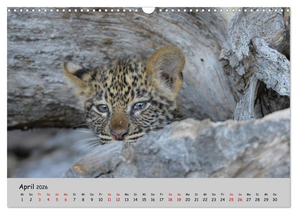 Produktbild: Leoparden - gro&szlig; und klein (Wandkalender 2026 DIN A3 quer), CALVENDO Monatskalender