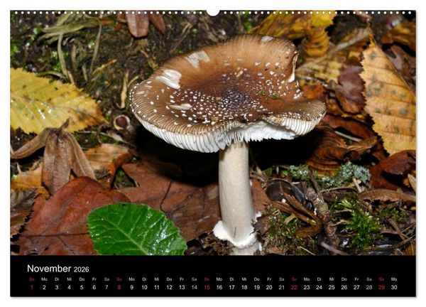 Produktbild: Pilze, Pilze (hochwertiger Premium Wandkalender 2026 DIN A2 quer), Kunstdruck in Hochglanz