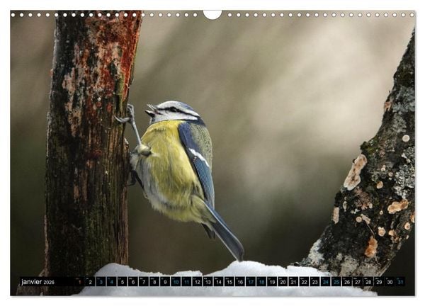 Produktbild: Mes anges bleus en &Icirc;le-de-France (Calendrier mural 2026 DIN A3 vertical), CALVENDO calendrier mensuel