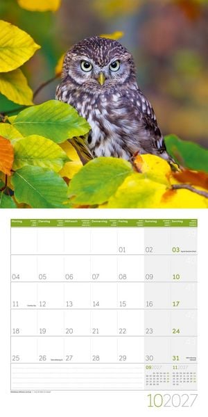 Produktbild: Eulen Kalender 2027 - 30x30 - Art12