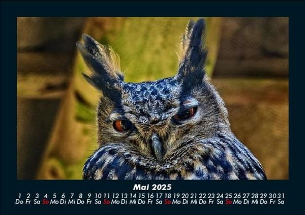 Produktbild: Vogelparadies 2025 Fotokalender DIN A5