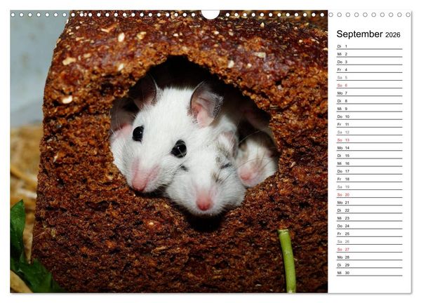 Produktbild: Mausebande (Wandkalender 2026 DIN A3 quer), CALVENDO Monatskalender