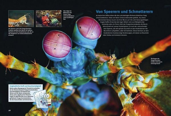Produktbild: Entdecke die Krebse