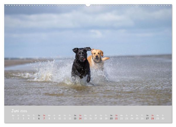 Produktbild: Liebenswerter Labrador 2026 (hochwertiger Premium Wandkalender 2026 DIN A2 quer), Kunstdruck in Hochglanz
