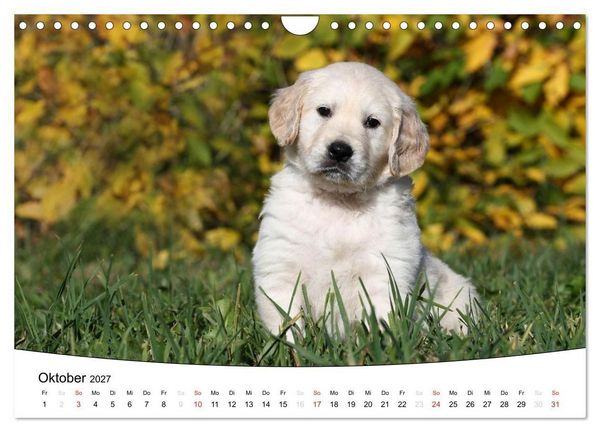 Produktbild: Welpen - Puppies (Wandkalender 2027 DIN A4 quer), CALVENDO Monatskalender