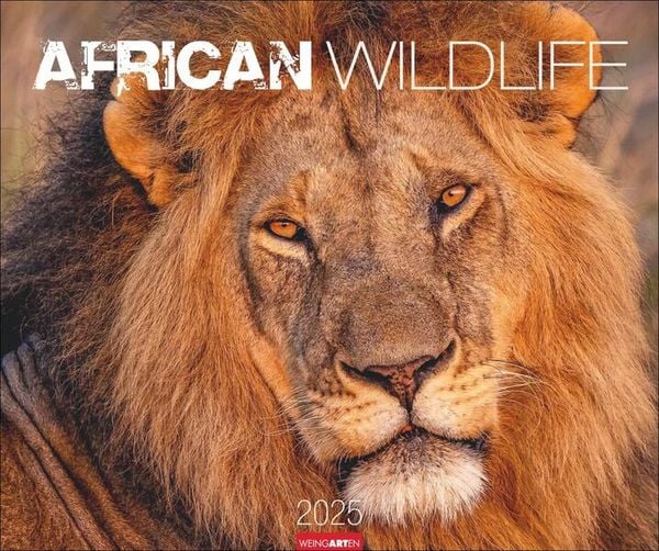 'African Wildlife Kalender 2025' 'Wandkalender'