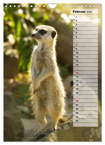 Produktbild: Erdm&auml;nnchen, putzige Kerlchen mit gro&szlig;en Knopfaugen (Wandkalender 2026 DIN A4 hoch), CALVENDO Monatskalender