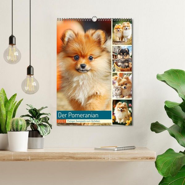 Produktbild: Der Pomeranian. Putziger Zwergspitz zum Verlieben (Wandkalender 2027 DIN A3 hoch), CALVENDO Monatskalender