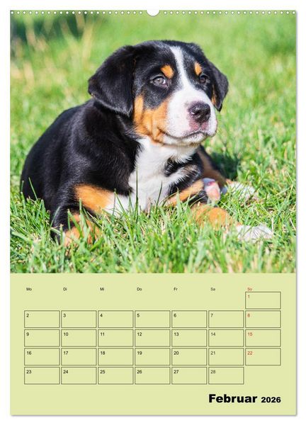 Produktbild: Familienplaner Gro&szlig;er Schweizer Sennenhund (Wandkalender 2026 DIN A2 hoch), CALVENDO Monatskalender