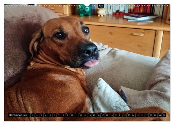 Produktbild: Rhodesian Ridgeback - Ausdrucksstarke Gesichter (hochwertiger Premium Wandkalender 2026 DIN A2 quer), Kunstdruck in Hochglanz