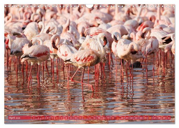 Produktbild: Flamingos am Lake Bogoria - Kenia (Wandkalender 2026 DIN A3 quer), CALVENDO Monatskalender