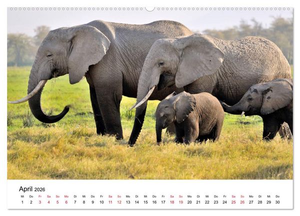 Produktbild: Elefanten Afrikas (hochwertiger Premium Wandkalender 2026 DIN A2 quer), Kunstdruck in Hochglanz