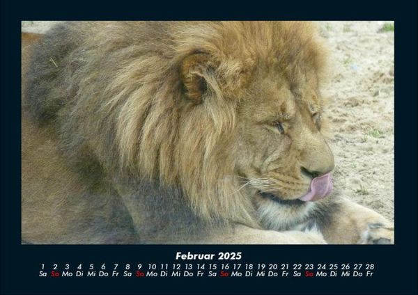 Produktbild: L&ouml;wen in der Wildnis 2025 Fotokalender DIN A4
