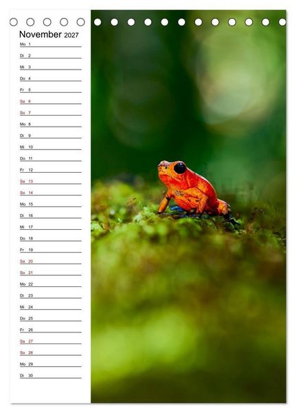Produktbild: Costa Rica - Magische Tiere des Regenwaldes (Tischkalender 2027 DIN A5 hoch), CALVENDO Monatskalender