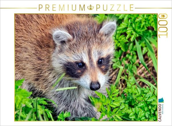 Produktbild: CALVENDO Puzzle Niedlicher Allesfresser - Waschb&auml;r | 1000 Teile Lege-Gr&ouml;&szlig;e 64x48cm Foto-Puzzle f&uuml;r gl&uuml;ckliche Stunden