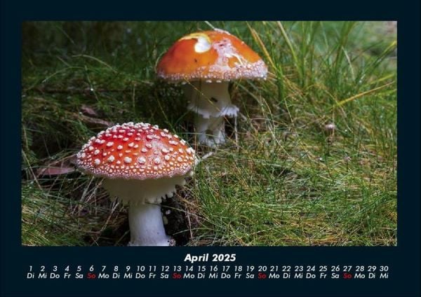 Produktbild: Pilzkalender 2025 Fotokalender DIN A4