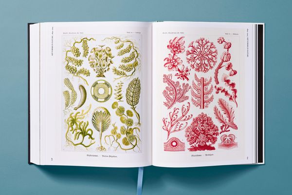 Produktbild: The Art and Science of Ernst Haeckel