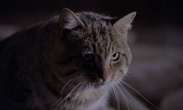 Produktbild: Der Kater l&auml;sst das Mausen nicht - Kinofassung (Uncut Limited Mediabook, vom 2K-Master neu abgetastet, Blu-ray+DVD+Booklet)