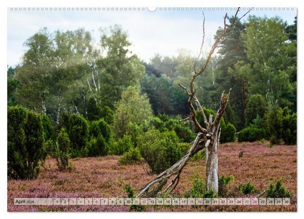 Produktbild: L&uuml;neburger S&uuml;dheide (hochwertiger Premium Wandkalender 2026 DIN A2 quer), Kunstdruck in Hochglanz