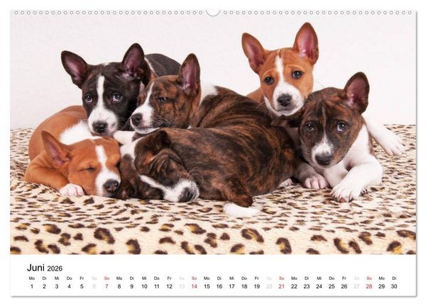 Produktbild: Bezaubernde Basenji-Welpen (Wandkalender 2026 DIN A2 quer), CALVENDO Monatskalender