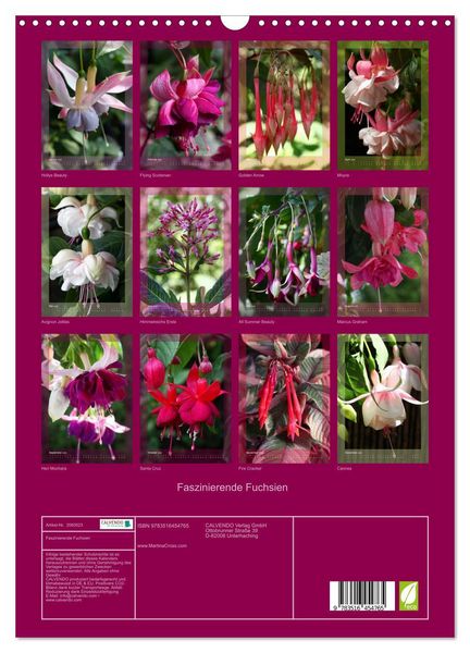 Produktbild: Faszinierende Fuchsien (Wandkalender 2026 DIN A3 hoch), CALVENDO Monatskalender