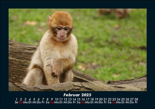 Produktbild: Affen 2025 Fotokalender DIN A5