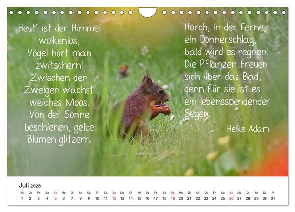 Produktbild: Der literarische Eichh&ouml;rnchen-Kalender (Wandkalender 2026 DIN A4 quer), CALVENDO Monatskalender