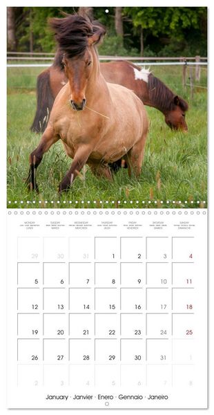 Produktbild: Charming Icelandic Horses (Wall Calendar 2026 12 &times; 12 Inch) CALVENDO 12 Month Wall Calendar