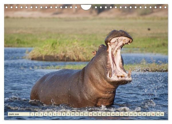 Produktbild: Afrika. Botswanas wundervolle Tierwelt (Wandkalender 2026 DIN A4 quer), CALVENDO Monatskalender