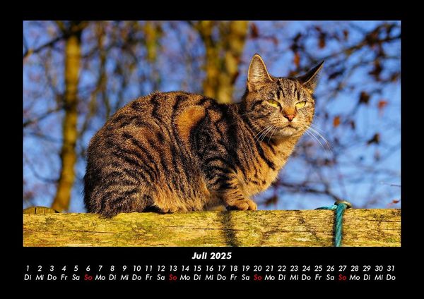 Produktbild: F&uuml;r Katzenfreunde 2025 Fotokalender DIN A3