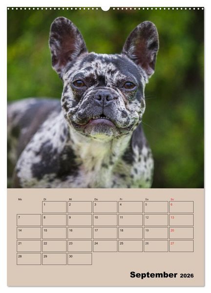 Produktbild: Jahresplaner Franz&ouml;sische Bulldogge (Wandkalender 2026 DIN A2 hoch), CALVENDO Monatskalender